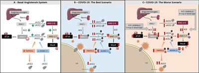 Does Angiotensin II Peak in Response to SARS-CoV-2?